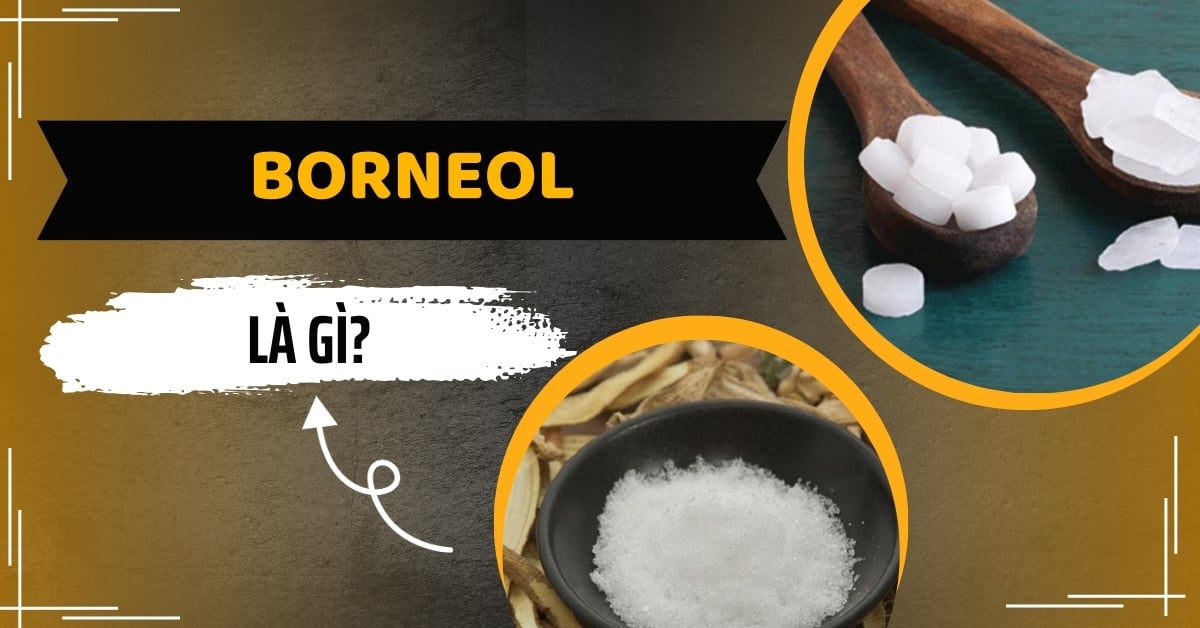 Borneol Là Gì? Borneol Có Tác Dụng Như Thế Nào?