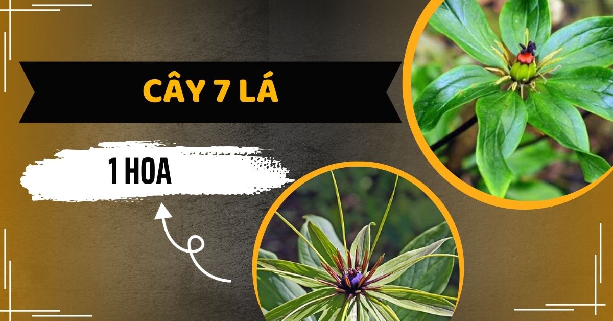 [Chi Tiết] Tác Dụng Cây 7 Lá 1 Hoa Trong Ngành Mỹ Phẩm