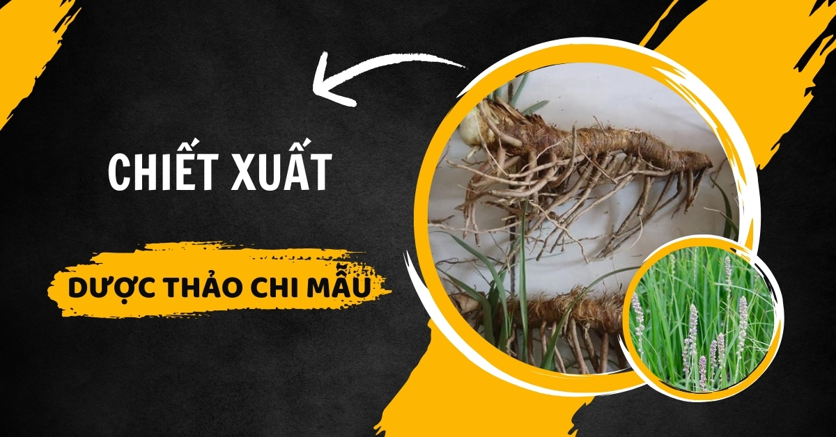 Chiết Xuất Dược Thảo Tri Mẫu Và Công Dụng Từ Vị Thuốc Quý Này