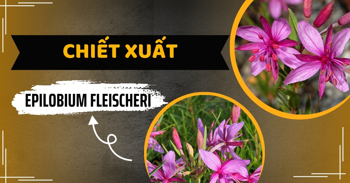 Chiết Xuất Epilobium Fleischeri “Thần Dược” Cho Làn Da Mụn, Viêm
