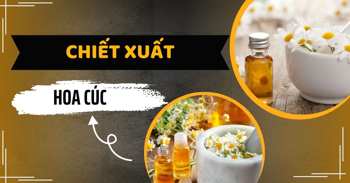 Tác Dụng Của Chiết Xuất Hoa Cúc La Mã Trong Mỹ Phẩm Và Y Tế