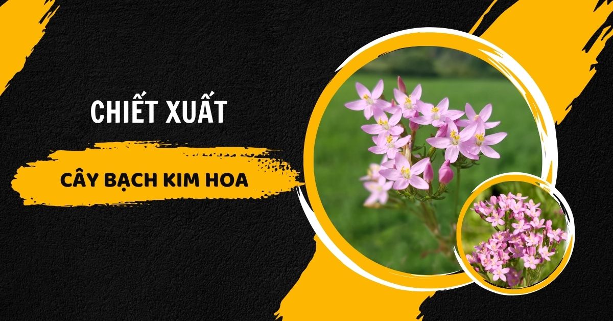 Chiết Xuất Cây Bạch Kim Hoa (Centaury) Là Gì? Được Sử Dụng Để Làm Gì?