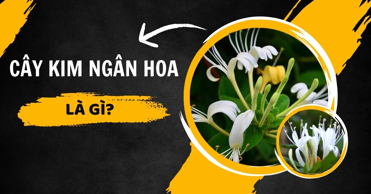 Tác Dụng Của Cây Kim Ngân Hoa Đối Với Sức Khỏe Và Làm Đẹp