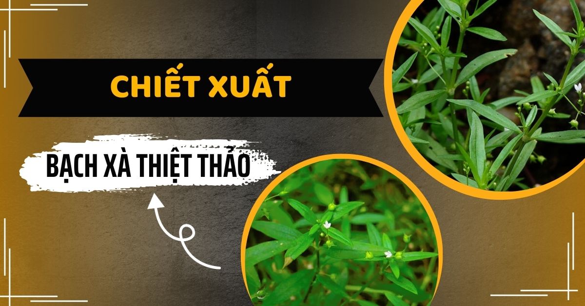 Chiết Xuất Bạch Xà Thiệt Thảo Hoạt Chất Kháng Viêm Tự Nhiên Hiệu Quả