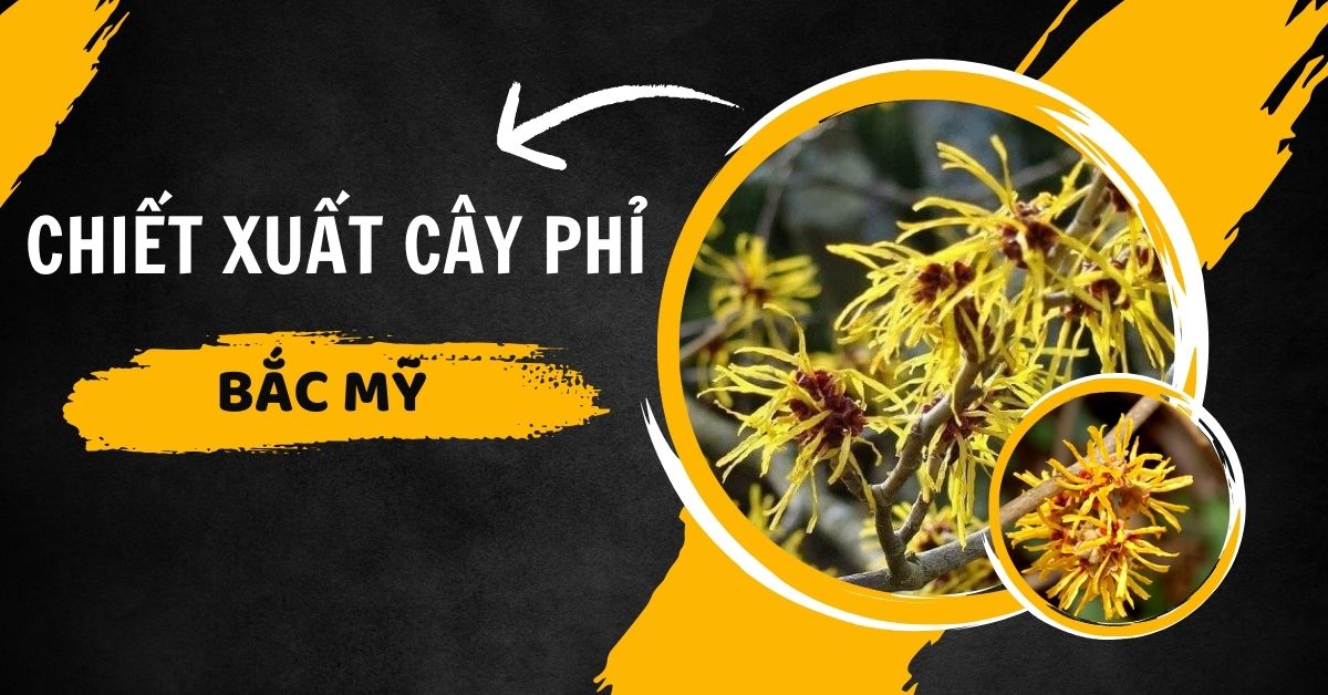 Cây Phỉ Là Cây Gì? Chiết Xuất Cây Phỉ Có Tác Dụng Gì?
