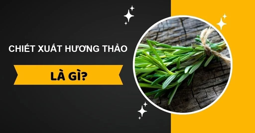 Công Dụng Tuyệt Vời Của Chiết Xuất Hương Thảo Trong Làm Đẹp
