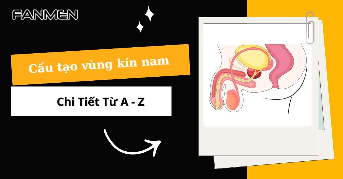 [Giải Đáp] Cấu Tạo Vùng Kín Nam Chi Tiết Từ A – Z