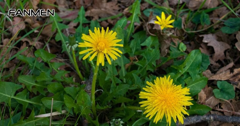 Bài thuốc từ bồ công anh