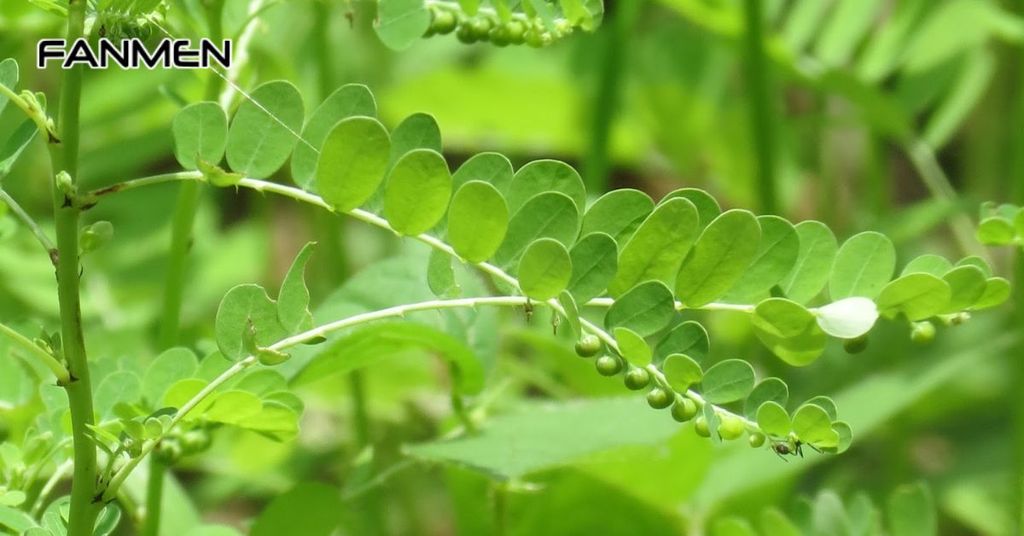 Bài thuốc từ cây chó đẻ