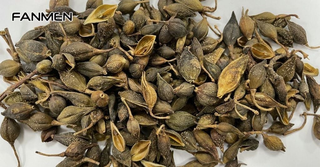 Bài thuốc từ liên kiều