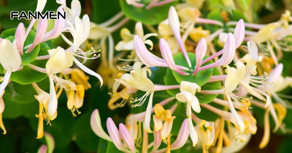 Bài thuốc từ kim ngân hoa