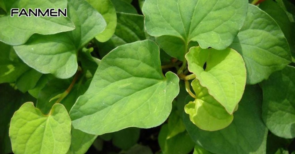 Cải thiện thâm mụn bằng diếp cá