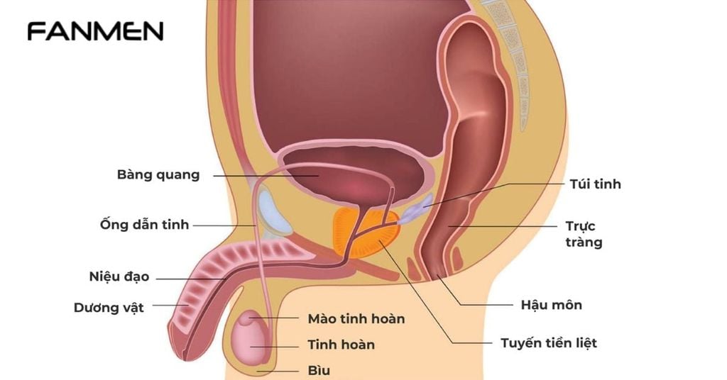 Cấu Tạo Vùng Kín Nam