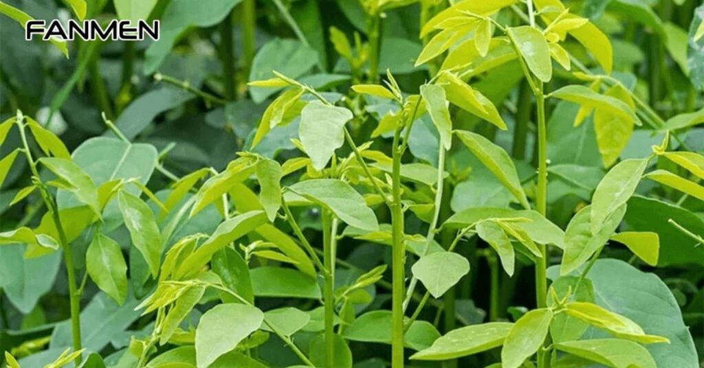 Chữa thâm mụn bằng rau ngót