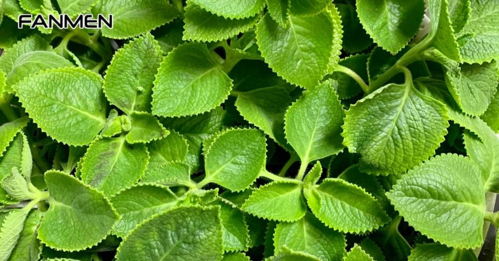 Trị hôi miệng bằng húng chanh