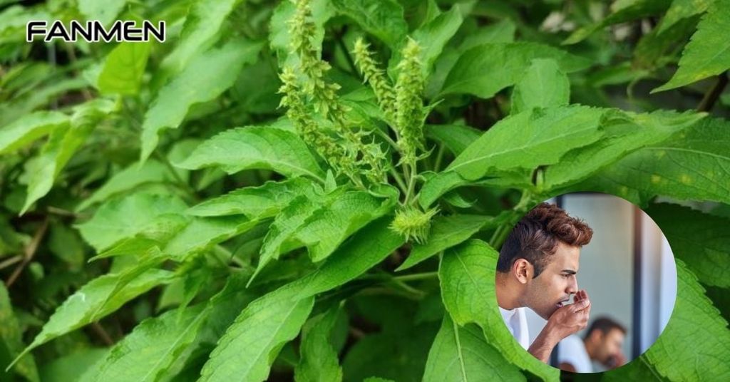 Cây hương nhu có thể trị hôi miệng không?