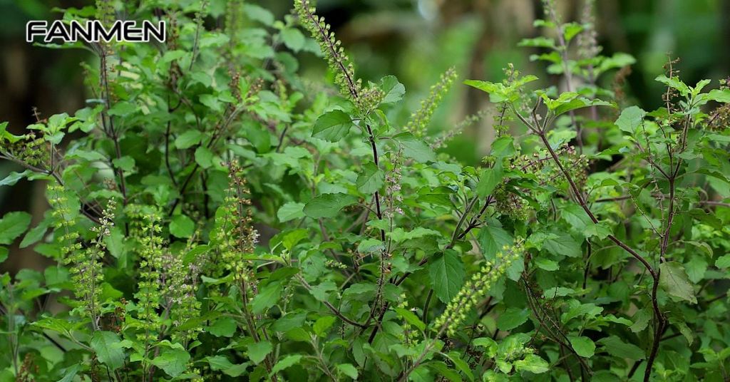 Trị hôi miệng bằng lá hương nhu