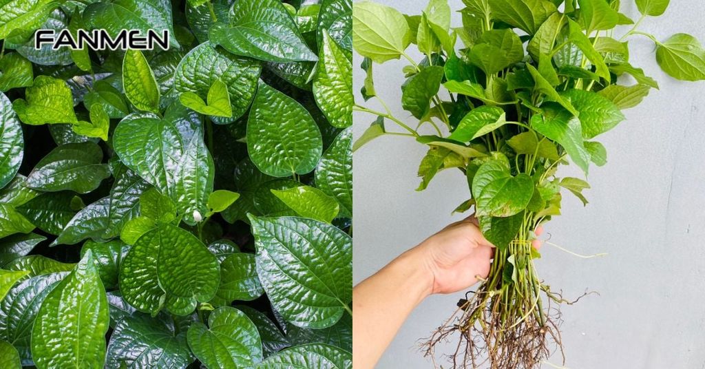 Chữa hôi miệng bằng hỗn hợp lá và rễ lá lốt