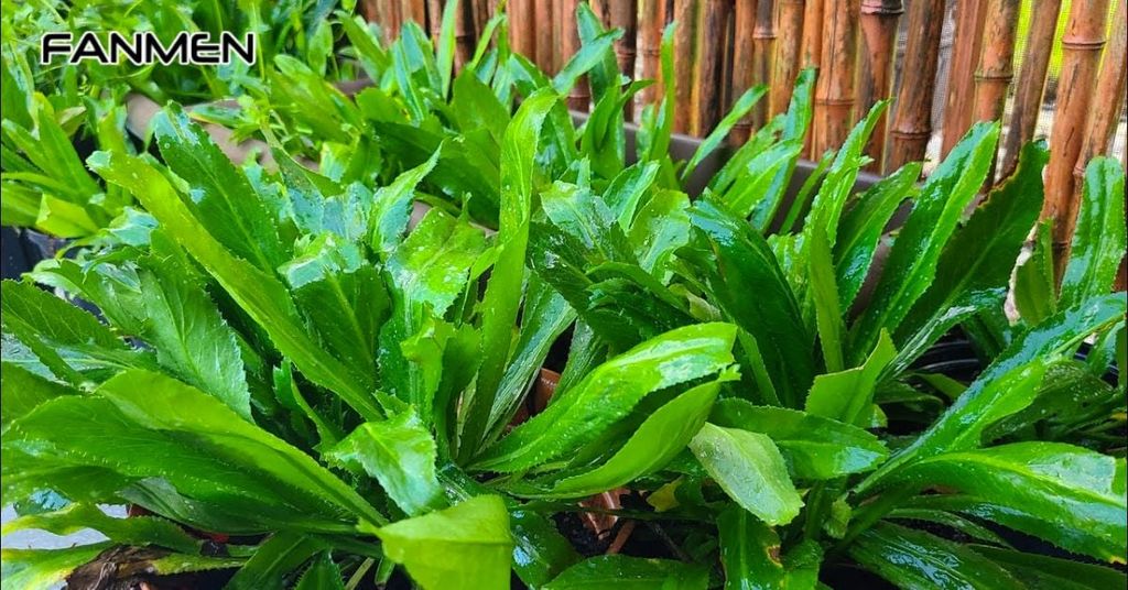 Thành phần và công dụng của lá mùi tàu