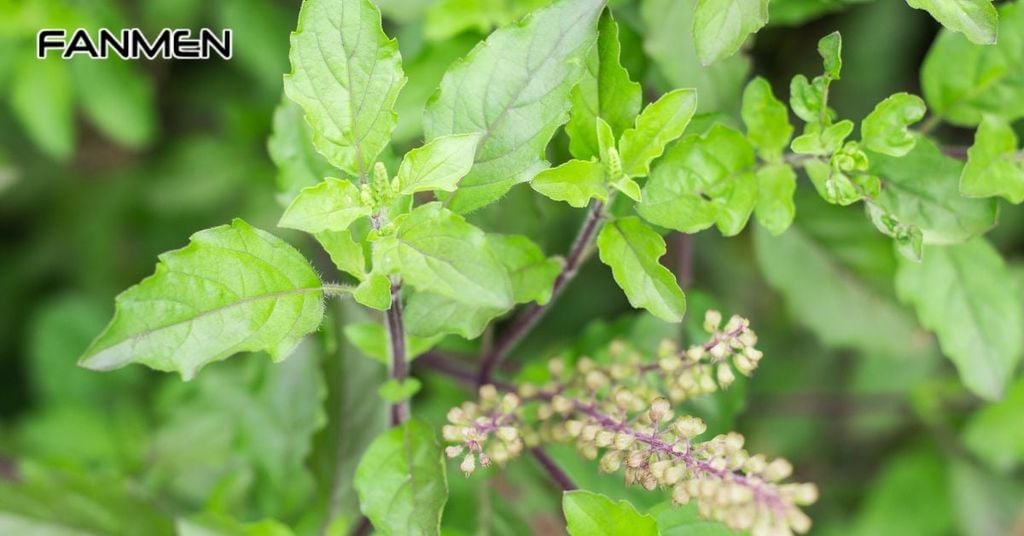 Nhai lá hương nhu tươi