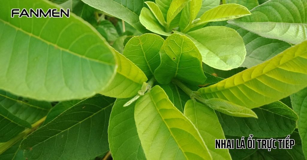 Nhai lá ổi trực tiếp