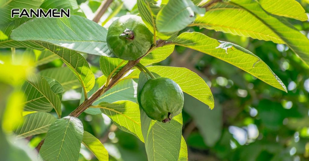 Thành phần và tính chất của lá ổi