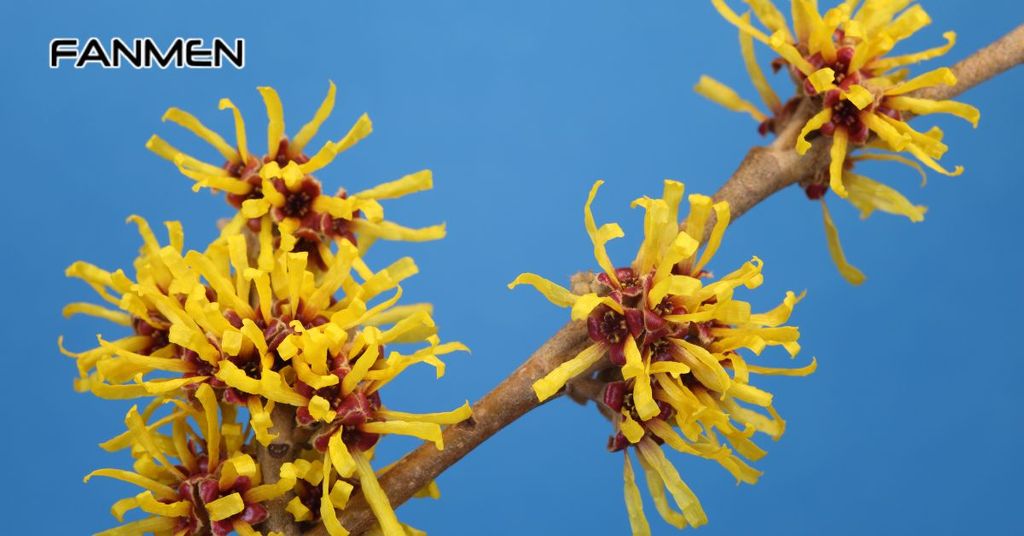 Trị mụn bằng cách thoa nước cây phỉ