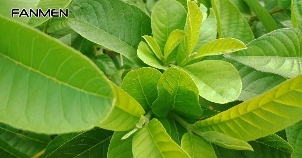 Trị ngứa vùng kín nam bằng lá ổi