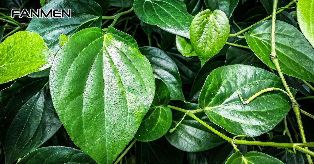 Cách trị bệnh ngứa vùng kín nam nhanh chóng với lá trầu không