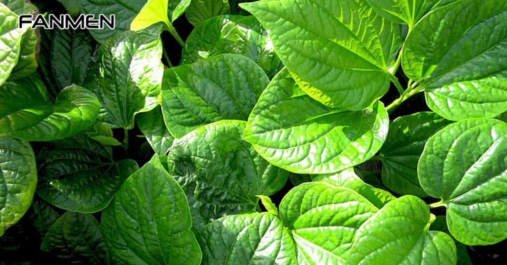 Trị thâm mụn bằng lá trầu không